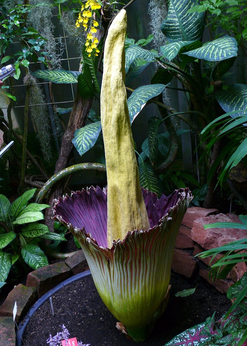 Jardín botánico Doña Falla