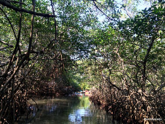 la Laguna de Mandinga