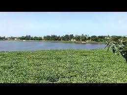 la Laguna de Lagartos